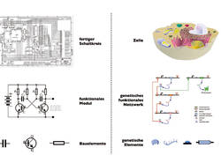 Mit standardisierten Bauteilen werden in den Ingenieurwissenschaften komplexe Systeme geplant und gebaut. Die Synthetische Biologie versucht diese Arbeitsweise in die Gentechnologie einzuführen. 